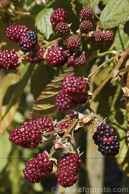 Blackberry 'Black Satin' (<i>Rubus fruticosus aggregate</i>), a strong-growing, thornless blackberry with abundant large fruits. It has pink flowers. The specific status of the blackberry is undecided and it may be a natural hybrid of several Eurasian and/or North American species.
