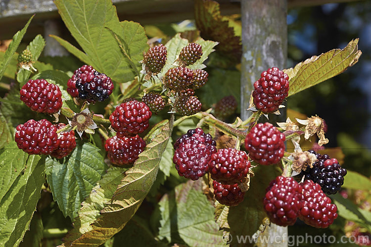 Blackberry 'Black Satin' (<i>Rubus fruticosus aggregate</i>), a strong-growing, thornless blackberry with abundant large fruits. It has pink flowers. The specific status of the blackberry is undecided and it may be a natural hybrid of several Eurasian and/or North American species.