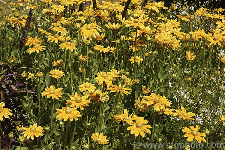 Rudbeckia 'Prairie. Sun', often listed under. Rudbeckia hirta, but possibly a hybrid, 'Prairie. Sun' grows to around 1m tall and has pure yellow flowerheads, often with ray florets that are darker at the base. It is most often cultivated as an annual. Rudbeckia is a North American daisy genus. rudbeckia-2220htm'>Rudbeckia.