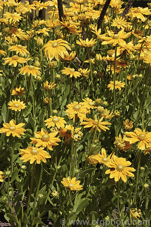 Rudbeckia 'Prairie. Sun', often listed under. Rudbeckia hirta, but possibly a hybrid, 'Prairie. Sun' grows to around 1m tall and has pure yellow flowerheads, often with ray florets that are darker at the base. It is most often cultivated as an annual. Rudbeckia is a North American daisy genus. rudbeckia-2220htm'>Rudbeckia.