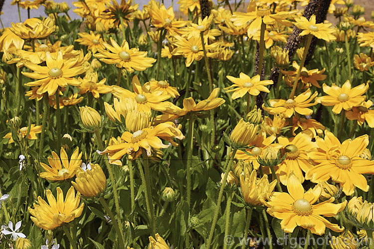 Rudbeckia 'Prairie. Sun', often listed under. Rudbeckia hirta, but possibly a hybrid, 'Prairie. Sun' grows to around 1m tall and has pure yellow flowerheads, often with ray florets that are darker at the base. It is most often cultivated as an annual. Rudbeckia is a North American daisy genus. rudbeckia-2220htm'>Rudbeckia.