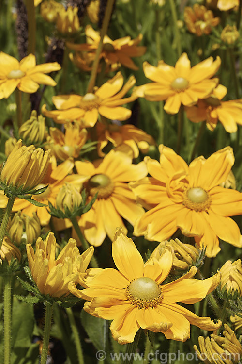 Rudbeckia 'Prairie. Sun', often listed under. Rudbeckia hirta, but possibly a hybrid, 'Prairie. Sun' grows to around 1m tall and has pure yellow flowerheads, often with ray florets that are darker at the base. It is most often cultivated as an annual. Rudbeckia is a North American daisy genus. rudbeckia-2220htm'>Rudbeckia.