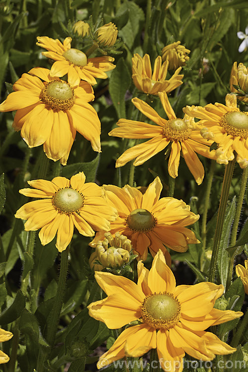 Rudbeckia 'Prairie. Sun', often listed under. Rudbeckia hirta, but possibly a hybrid, 'Prairie. Sun' grows to around 1m tall and has pure yellow flowerheads, often with ray florets that are darker at the base. It is most often cultivated as an annual. Rudbeckia is a North American daisy genus. rudbeckia-2220htm'>Rudbeckia.