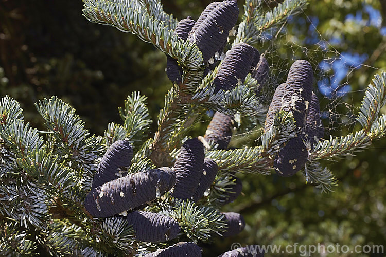 Veitch's Fir, Veitch's Silver Fir, Shikoku Fir or Christmas Tree (<i>Abies veitchii</i>), an evergreen, 20-35m tall conifer native to central and southern Japan. Its purple-blue cones are up to 8cm long. The tree may have quite a broad crown but is often very erect and narrow. The undersides of the foliage are a bright silvery white. Order: Pinales, Family: Pinaceae
