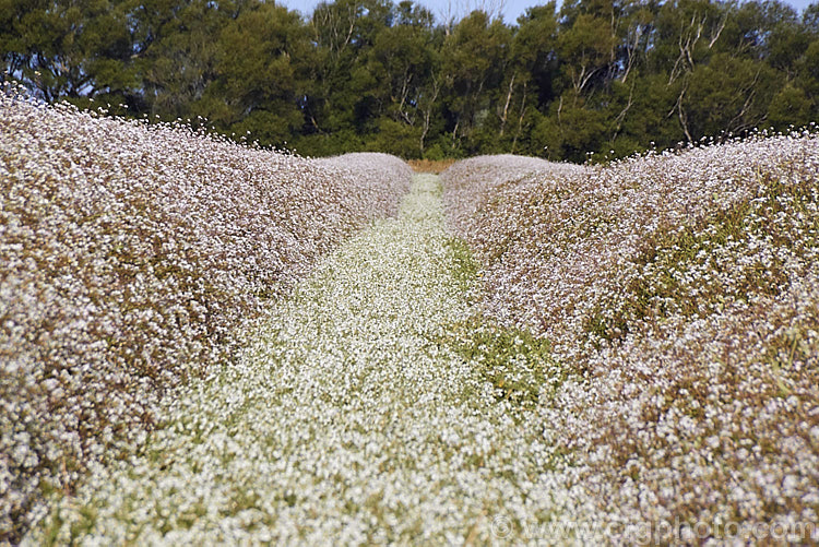 Part of a field of Fodder. Radish (<i>Raphanus sativus</i>), a cover crop grown as stock feed and to control certain soil pests. This crop in New Zealand could help lower the incidence of Australian soldier fly larvae in the soil, which is a pest of pasture plants. The garden radishes are also mostly cultivars of Raphanus sativus