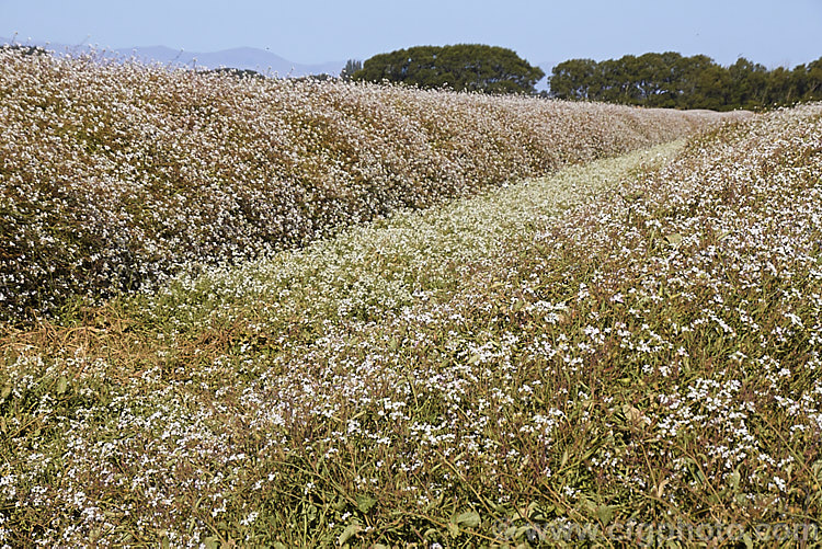 Part of a field of Fodder. Radish (<i>Raphanus sativus</i>), a cover crop grown as stock feed and to control certain soil pests. This crop in New Zealand could help lower the incidence of Australian soldier fly larvae in the soil, which is a pest of pasture plants. The garden radishes are also mostly cultivars of Raphanus sativus
