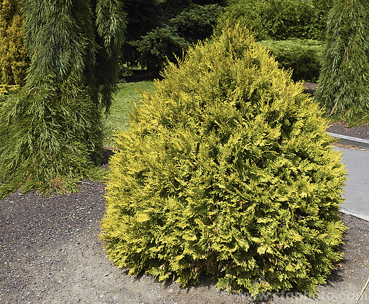 Thuja occidentalis 'Sunkist', a compact cultivar of an eastern North American coniferous tree. The foliage sprays are olive to light bronze green tipped with gold. It grows to around 18m tall in 10 years. Order: Pinales, Family: Cupressaceae