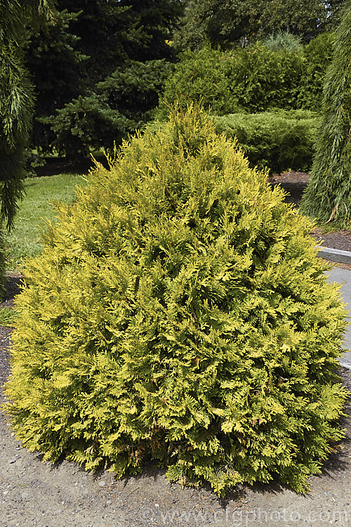 Thuja occidentalis 'Sunkist', a compact cultivar of an eastern North American coniferous tree. The foliage sprays are olive to light bronze green tipped with gold. It grows to around 18m tall in 10 years. Order: Pinales, Family: Cupressaceae