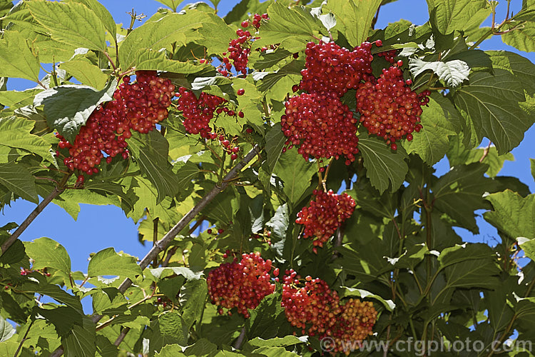 Guelder. Rose (<i>Viburnum opulus</i>), a 4-5m tall Eurasian deciduous shrub with heads of white flowers in spring. The true flowers are small but are made more showy by large sterile bracts that are often exaggerated in the garden forms. The bright red berries shown here follow and ripen from late summer. viburnum-2081htm'>Viburnum.. viburnum-2081htm'>Viburnum. <a href='adoxaceae-plant-family-photoshtml'>Adoxaceae</a>.