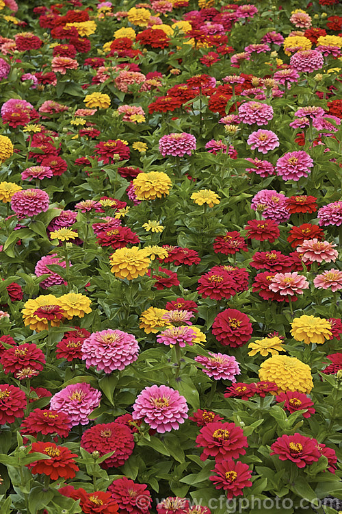 Dwarf Double-flowered Zinnia (<i>Zinnia elegans 'Distance' mix</i>), these large-flowered dwarf plants are typical of bedding zinnias, with a stocky habit, good rain-resistance and vibrant flower colours. Order: Asterales, Family: Asteraceae