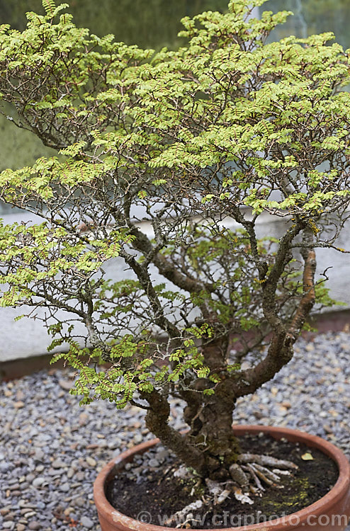 Ulmus davidiana var. pygmaea, a very dwarf natural variety of an elm native to China and Japan. It has a perfect miniature tree-like form and is consequently popular as an easily grown bonsai. Order: Rosales, Family: Ulmaceae