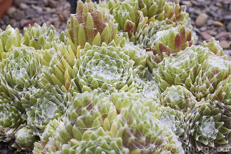 Sempervivum arachnoides 'Stansfieldii', a cultivar of the Cobweb. Houseleek, a summer-flowering rosette-forming succulent native to the mountain of southern Europe, from the Pyrenees to the Carpathians. Its foliage is densely covered with a web of fine hairs and the leaves usually develop a red tint. The flowers are a deep reddish pink. sempervivum-2493htm'>Sempervivum. <a href='crassulaceae-plant-family-photoshtml'>Crassulaceae</a>.