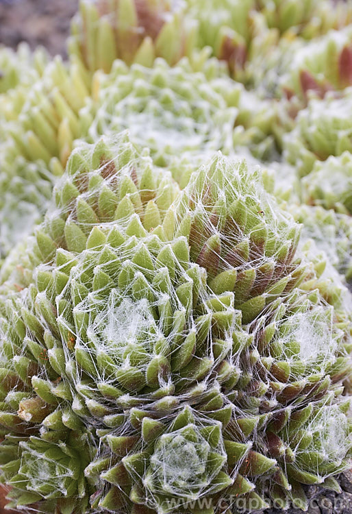 Sempervivum arachnoides 'Stansfieldii', a cultivar of the Cobweb. Houseleek, a summer-flowering rosette-forming succulent native to the mountain of southern Europe, from the Pyrenees to the Carpathians. Its foliage is densely covered with a web of fine hairs and the leaves usually develop a red tint. The flowers are a deep reddish pink. sempervivum-2493htm'>Sempervivum. <a href='crassulaceae-plant-family-photoshtml'>Crassulaceae</a>.