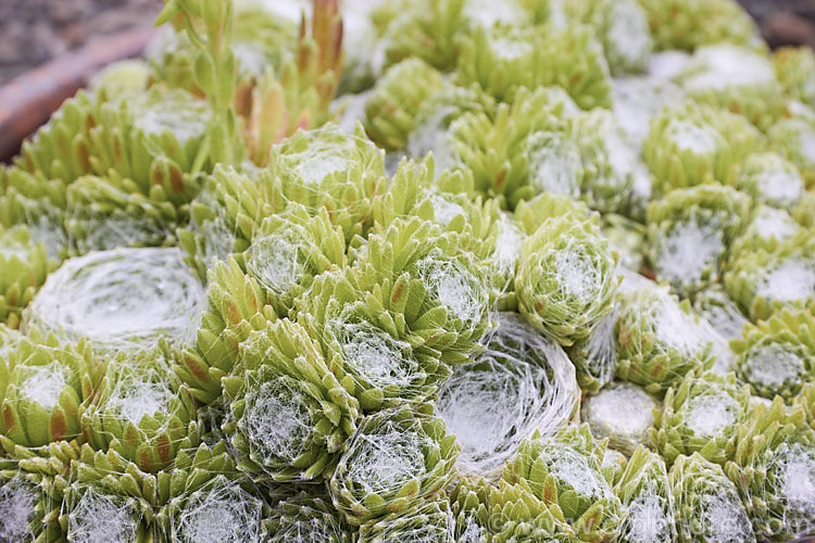 Sempervivum arachnoides var. tomentosum, a natural variety of the Cobweb. Houseleek, a summer-flowering rosette-forming succulent native to the mountain of southern Europe, from the Pyrenees to the Carpathians. It differs from the species in that in addition to its foliage being densely covered with a web of fine hairs, the leaves are also downy. sempervivum-2493htm'>Sempervivum. <a href='crassulaceae-plant-family-photoshtml'>Crassulaceae</a>.