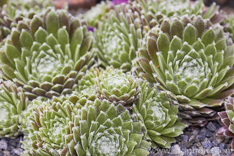 Sempervivum ciliosum, a Bulgarian houseleek that develops into a dense cluster of small rosettes, the leaves of which are edged with fine hairs. The flowers are yellow. sempervivum-2493htm'>Sempervivum. <a href='crassulaceae-plant-family-photoshtml'>Crassulaceae</a>.