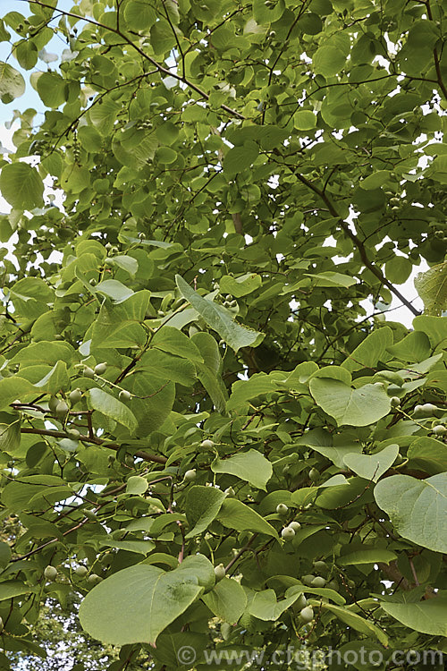 Fragrant Snowbell (<i>Styrax obassia</i>), a spring- to early summer-flowering deciduous tree up to 10m tall. Native to Japan, Korea and northeastern China. Despite the common name, the flowers are not strongly scented. Order: Ericales, Family: Styracaceae