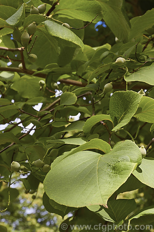 Fragrant Snowbell (<i>Styrax obassia</i>), a spring- to early summer-flowering deciduous tree up to 10m tall. Native to Japan, Korea and northeastern China. Despite the common name, the flowers are not strongly scented. Order: Ericales, Family: Styracaceae