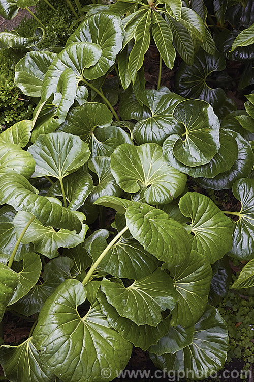 The foliage of Farfugium japonicum var. giganteum (syns. Ligularia tussilaginea 'Gigantea', Farfugium reniforme</i>), a natural variety of a hardy evergreen Japanese perennial that while often grown as a foliage plant for its large, deep green leaves, produces nonetheless attractive heads of bright yellow daisy-like flowers in late autumn. Giganteum is an especially strong growing plant with large leathery leaves that can be up to 30cm across. Order: Asterales, Family: Asteraceae