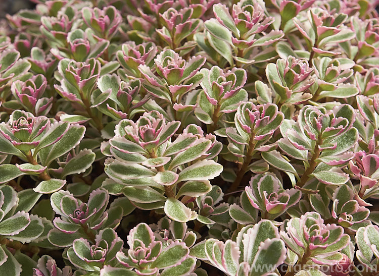 Sedum kamtschaticum var. floriferum (syn. Sedum floriferum</i>) 'Variegatum', a pink, cream and green variegated cultivar of a small, spreading succulent native to China. While it does produce heads of small yellow flowers, it is mainly grown for its foliage. sedum-2492htm'>Sedum. <a href='crassulaceae-plant-family-photoshtml'>Crassulaceae</a>.