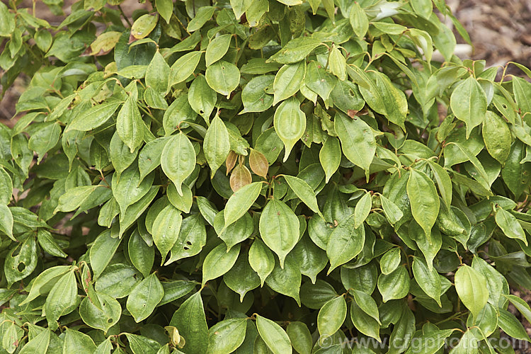 Japanese Evergreen Spice Bush (<i>Lindera aggregata subsp. aggregata</i>), an evergreen shrub, around 15m high and wide, native to Japan and nearby parts of China. It has yellow-cream flowers that are followed by soft fruits that blacken when ripe. Long used in Chinese remedies, the plant has recently been shown to have medicinal value. Order: Laurales, Family: Lauraceae