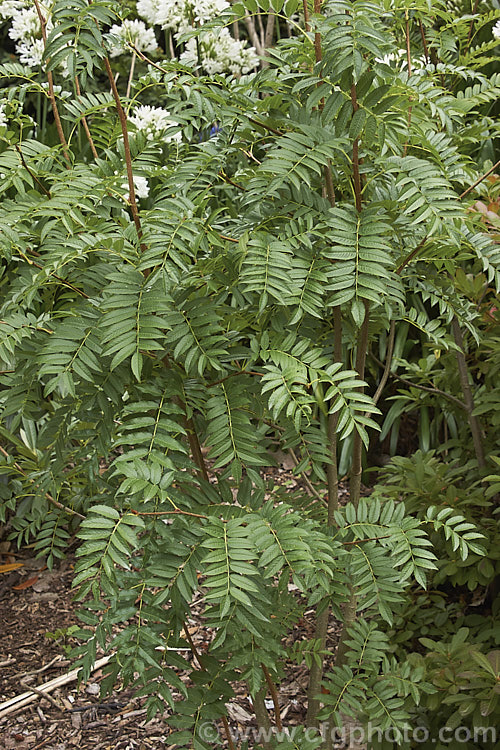 The mature summer foliage of Sorbus randaiensis, a small deciduous tree up to 8m tall, native to the mountains of Taiwan. Its spring-borne heads of small cream flowers are followed by orange-red berries. The fruit matures in autumn and usually last well into winter. sorbus-2143htm'>Sorbus.