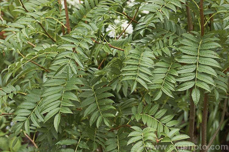 The mature summer foliage of Sorbus randaiensis, a small deciduous tree up to 8m tall, native to the mountains of Taiwan. Its spring-borne heads of small cream flowers are followed by orange-red berries. The fruit matures in autumn and usually last well into winter. sorbus-2143htm'>Sorbus.
