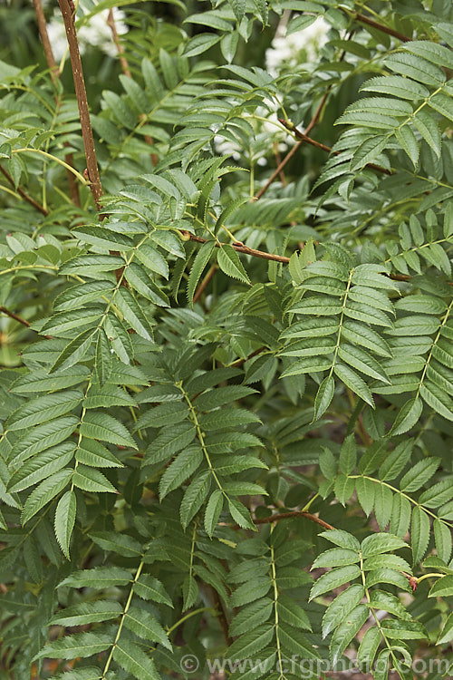 The mature summer foliage of Sorbus randaiensis, a small deciduous tree up to 8m tall, native to the mountains of Taiwan. Its spring-borne heads of small cream flowers are followed by orange-red berries. The fruit matures in autumn and usually last well into winter. sorbus-2143htm'>Sorbus.
