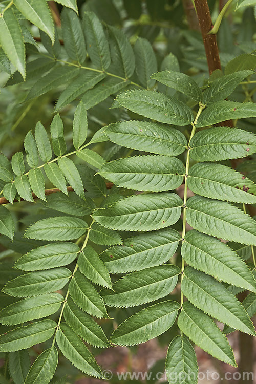 The mature summer foliage of Sorbus randaiensis, a small deciduous tree up to 8m tall, native to the mountains of Taiwan. Its spring-borne heads of small cream flowers are followed by orange-red berries. The fruit matures in autumn and usually last well into winter. sorbus-2143htm'>Sorbus.