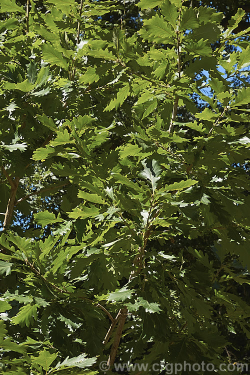 The mature summer foliage of the Hungarian Oak (<i>Quercus frainetto</i>), a deciduous tree up to 30m tall. Native to southern Italy, Turkey and the Balkans, it is notable for its pink-tinted young growth and tomentose acorn cups