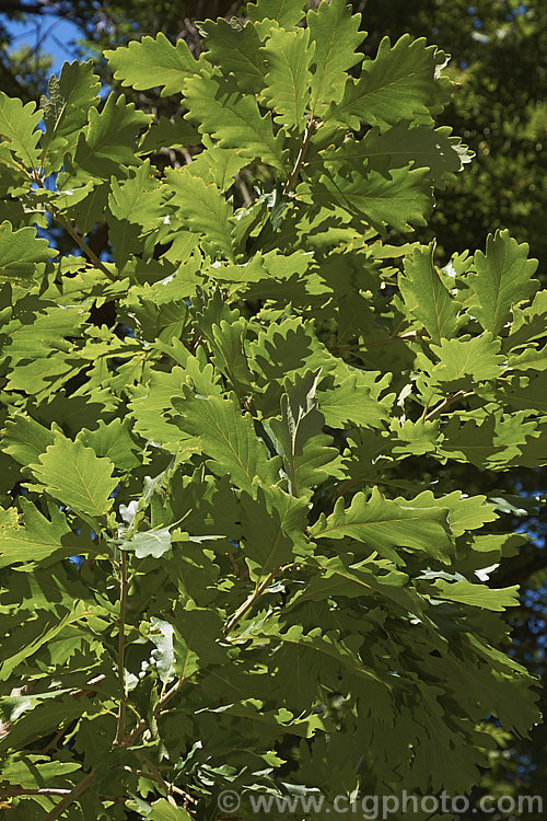 The mature summer foliage of the Hungarian Oak (<i>Quercus frainetto</i>), a deciduous tree up to 30m tall. Native to southern Italy, Turkey and the Balkans, it is notable for its pink-tinted young growth and tomentose acorn cups