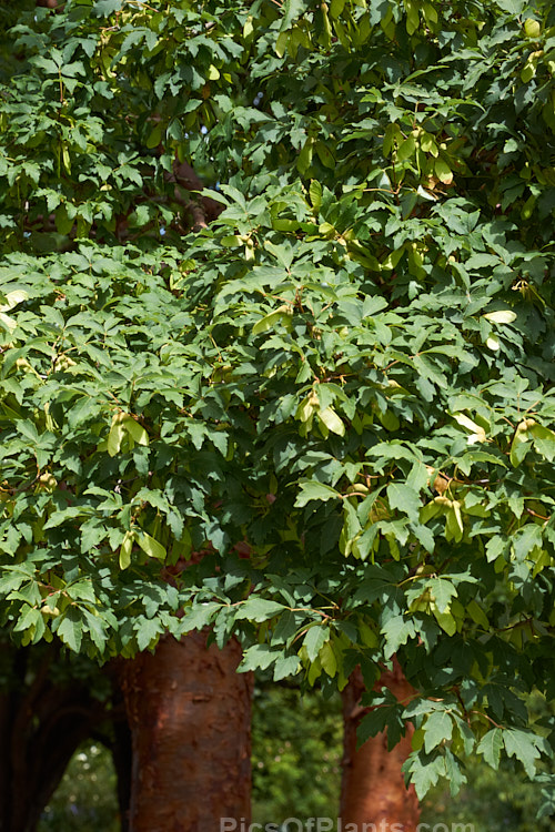The mature summer foliage and almost ripe samara of the Paperbark Maple (<i>Acer griseum</i>), a 6-12m tall tree from central China. Its foliage does not colour reliably in autumn but usually develops splashes of purple-red. Order Sapindales, Family: Sapindaceae