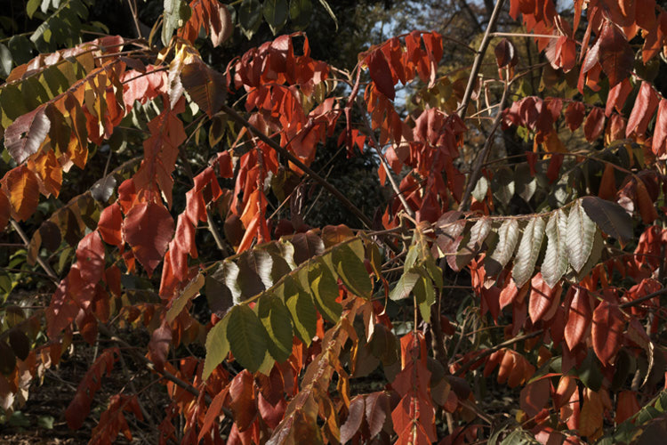 Chinese Sumac, Chinese Gall or Nutgall (<i>Rhus chinensis</i>), a deciduous suckering. Chinese shrub up to 7m tall and nearly as wide, with multiple stems making thicket. The sprays of greenish white flowers appear in autumn and are followed by brilliant autumn foliage colour that lasts until the first heavy frosts. In its natural environment aphids cause galls to form and these are used in Chinese medicines. rhus-2719htm'>Rhus. <a href='anacardiaceae-plant-family-photoshtml'>Anacardiaceae</a>.