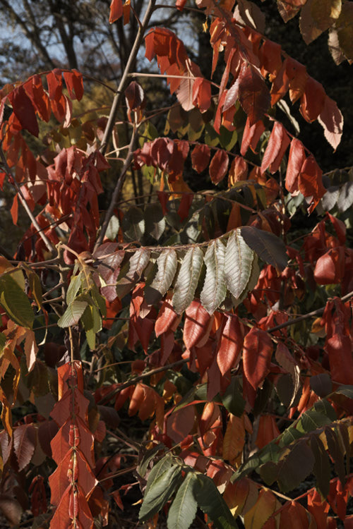 Chinese Sumac, Chinese Gall or Nutgall (<i>Rhus chinensis</i>), a deciduous suckering. Chinese shrub up to 7m tall and nearly as wide, with multiple stems making thicket. The sprays of greenish white flowers appear in autumn and are followed by brilliant autumn foliage colour that lasts until the first heavy frosts. In its natural environment aphids cause galls to form and these are used in Chinese medicines. rhus-2719htm'>Rhus. <a href='anacardiaceae-plant-family-photoshtml'>Anacardiaceae</a>.