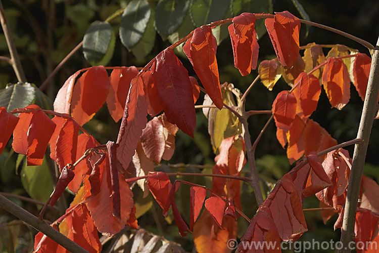 Chinese Sumac, Chinese Gall or Nutgall (<i>Rhus chinensis</i>), a deciduous suckering. Chinese shrub up to 7m tall and nearly as wide, with multiple stems making thicket. The sprays of greenish white flowers appear in autumn and are followed by brilliant autumn foliage colour that lasts until the first heavy frosts. In its natural environment aphids cause galls to form and these are used in Chinese medicines. rhus-2719htm'>Rhus. <a href='anacardiaceae-plant-family-photoshtml'>Anacardiaceae</a>.