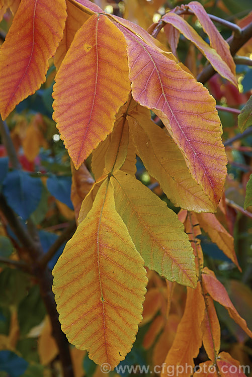 Chinese Sumac, Chinese Gall or Nutgall (<i>Rhus chinensis</i>), a deciduous suckering. Chinese shrub up to 7m tall and nearly as wide, with multiple stems making thicket. The sprays of greenish white flowers appear in autumn and are followed by brilliant autumn foliage colour that lasts until the first heavy frosts. In its natural environment aphids cause galls to form and these are used in Chinese medicines. rhus-2719htm'>Rhus. <a href='anacardiaceae-plant-family-photoshtml'>Anacardiaceae</a>.