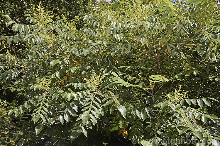 Chinese Sumac, Chinese Gall or Nutgall (<i>Rhus chinensis</i>), a deciduous suckering. Chinese shrub up to 7m tall and nearly as wide, with multiple stems making thicket. The sprays of greenish white flowers appear in autumn and are followed by brilliant autumn foliage colour that lasts until the first heavy frosts. In its natural environment aphids cause galls to form and these are used in Chinese medicines. rhus-2719htm'>Rhus. <a href='anacardiaceae-plant-family-photoshtml'>Anacardiaceae</a>.