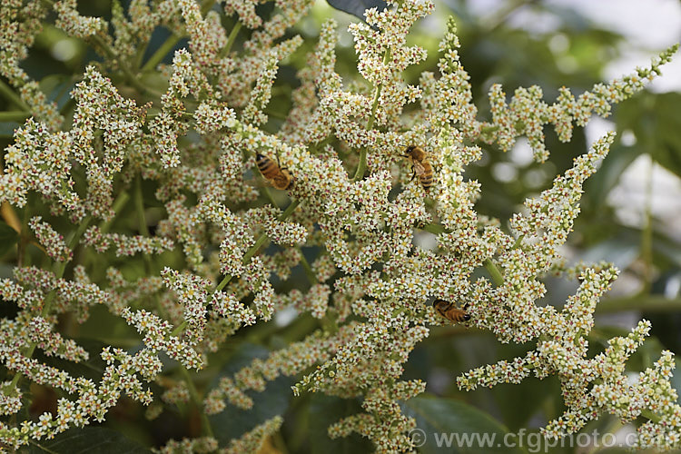 Chinese Sumac, Chinese Gall or Nutgall (<i>Rhus chinensis</i>), a deciduous suckering. Chinese shrub up to 7m tall and nearly as wide, with multiple stems making thicket. The sprays of greenish white flowers appear in autumn and are followed by brilliant autumn foliage colour that lasts until the first heavy frosts. In its natural environment aphids cause galls to form and these are used in Chinese medicines. rhus-2719htm'>Rhus. <a href='anacardiaceae-plant-family-photoshtml'>Anacardiaceae</a>.