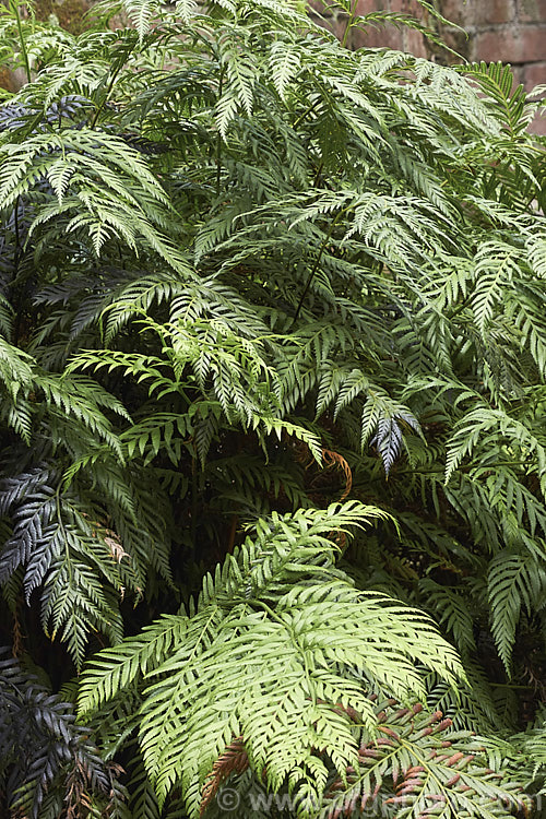 Todea barbara, a spreading, rhizomatous fern found in South Africa, Australia (including Tasmania</i>) and the far north of New Zealand It forms a dense clump of lustrous light green fronds that are up to 1m long. Order: Osmundales, Family: Osmundaceae