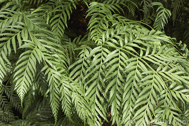 Todea barbara, a spreading, rhizomatous fern found in South Africa, Australia (including Tasmania</i>) and the far north of New Zealand It forms a dense clump of lustrous light green fronds that are up to 1m long. Order: Osmundales, Family: Osmundaceae