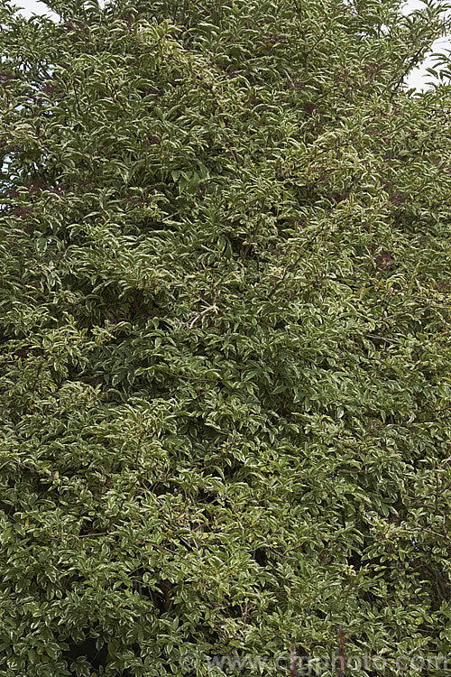 Variegated Elderberry (<i>Sambucus nigra 'Marginata'), a variegated cultivar of a spring-flowering Eurasian deciduous shrub that often naturalises and can become a weed. Its flowers and fruit can be used for wine making. The foliage edges of 'Marginata' are soft yellow when young but mature to cream. Order: Dipsacales, Family: Adoxaceae