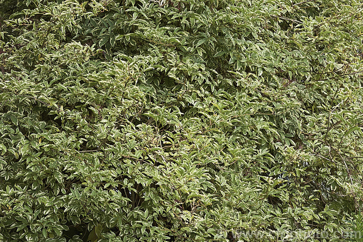 Variegated Elderberry (<i>Sambucus nigra 'Marginata'), a variegated cultivar of a spring-flowering Eurasian deciduous shrub that often naturalises and can become a weed. Its flowers and fruit can be used for wine making. The foliage edges of 'Marginata' are soft yellow when young but mature to cream. Order: Dipsacales, Family: Adoxaceae