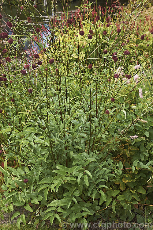 Great Burnet (<i>Sanguisorba officinalis</i>), a summer- to autumn-flowering perennial found through much of the temperate. Northern Hemisphere. Its flower stems are up to 12m high and the dark red flower spikes are up to 4cm long. Great Burnet has been used medicinally and as a culinary herb, though seldom in modern times. sanguisorba-3276htm'>Sanguisorba.