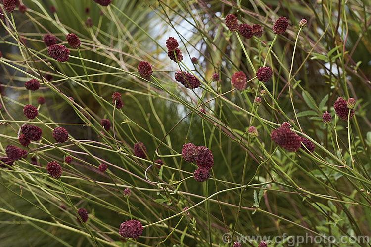 Great Burnet (<i>Sanguisorba officinalis</i>), a summer- to autumn-flowering perennial found through much of the temperate. Northern Hemisphere. Its flower stems are up to 12m high and the dark red flower spikes are up to 4cm long. Great Burnet has been used medicinally and as a culinary herb, though seldom in modern times. sanguisorba-3276htm'>Sanguisorba.