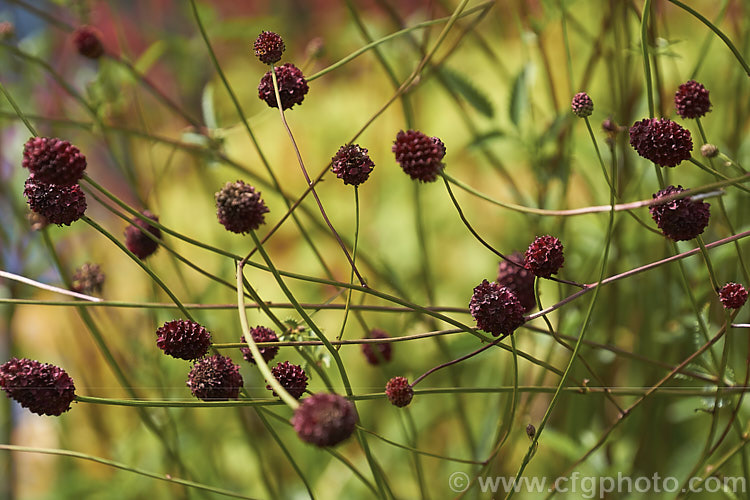 Great Burnet (<i>Sanguisorba officinalis</i>), a summer- to autumn-flowering perennial found through much of the temperate. Northern Hemisphere. Its flower stems are up to 12m high and the dark red flower spikes are up to 4cm long. Great Burnet has been used medicinally and as a culinary herb, though seldom in modern times. sanguisorba-3276htm'>Sanguisorba.