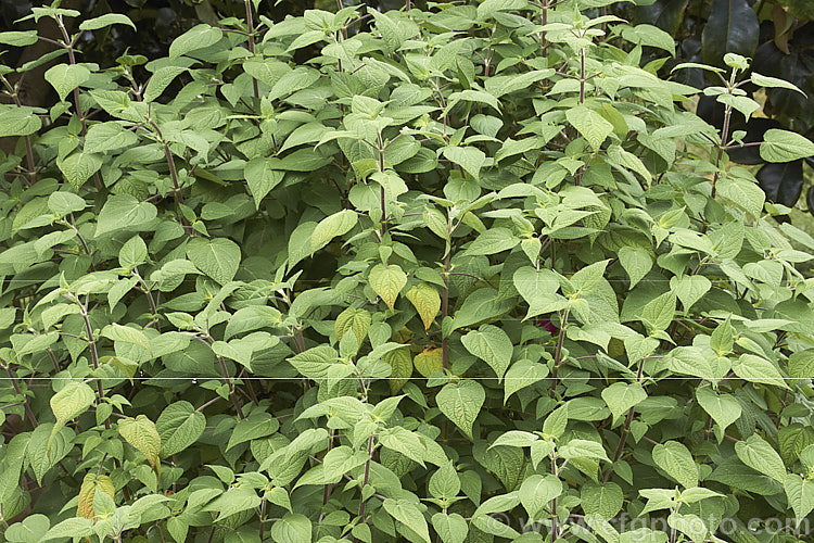 Mexican Scarlet Sage (<i>Salvia gesneriiflora</i>), a large, bushy sage native to the Eastern Sierra Madre of Mexico, where it occurs at elevations of 2,400-3,300m. It produces its red flowers in spring and then again in autumn. Although the plant can become very large, over 5m tall, in cultivation it is rarely allowed to exceed 15m high and wide. Order: Lamiales, Family: Lamiaceae