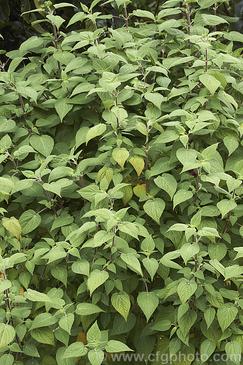 Mexican Scarlet Sage (<i>Salvia gesneriiflora</i>), a large, bushy sage native to the Eastern Sierra Madre of Mexico, where it occurs at elevations of 2,400-3,300m. It produces its red flowers in spring and then again in autumn. Although the plant can become very large, over 5m tall, in cultivation it is rarely allowed to exceed 15m high and wide. Order: Lamiales, Family: Lamiaceae