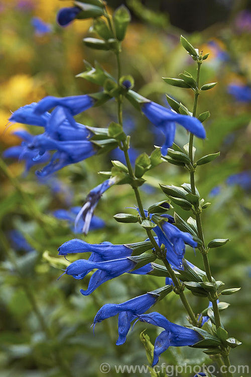 Salvia guaranitica, a 15m tall species from Brazil, Uruguay and Argentina. The bright blue flowers are reminiscent of those of Salvia patens but are smaller, with more on each spike and the plant is larger. Order: Lamiales, Family: Lamiaceae