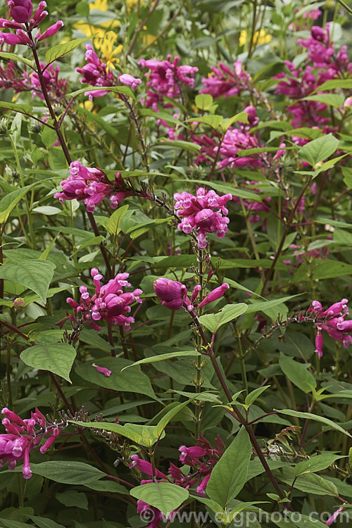 Salvia involucrata 'Bethellii', a cultivar of a summer- and autumn-flowering perennial sage native to Mexico. It grows to around 15m tall and develops into a large clump. Both foliage and flowers have a covering of velvety hairs 'Bethellii' differs from the species in its leaf shape and slightly more intensely coloured flowers. Order: Lamiales, Family: Lamiaceae