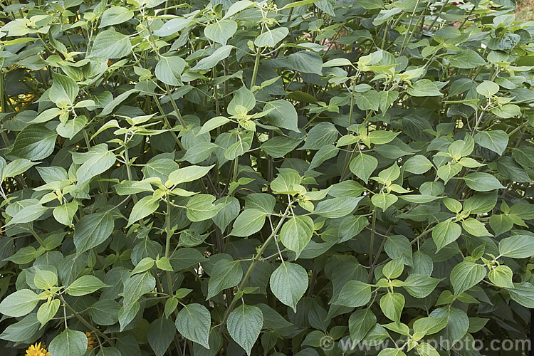 Mexican Sage (<i>Salvia mexicana</i>), an autumn- to early winter-flowering, near-evergreen, shrubby Mexican perennial that can grow to 4m tall Its dark blue to purple flowers are often largely hidden by the lime green bracts that subtend them. Order: Lamiales, Family: Lamiaceae