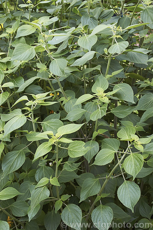 Mexican Sage (<i>Salvia mexicana</i>), an autumn- to early winter-flowering, near-evergreen, shrubby Mexican perennial that can grow to 4m tall Its dark blue to purple flowers are often largely hidden by the lime green bracts that subtend them. Order: Lamiales, Family: Lamiaceae